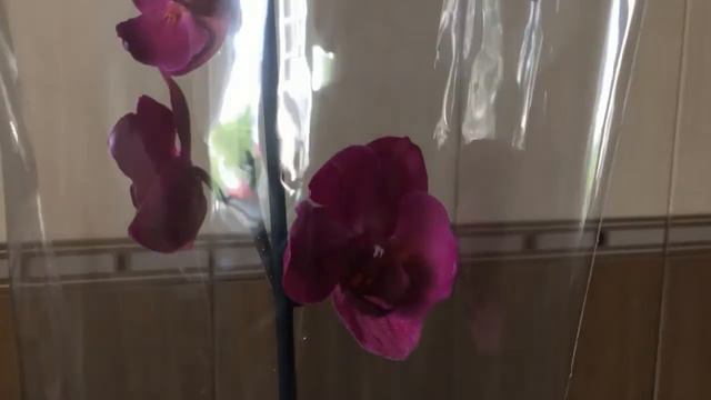 Орхидея Stellenbosch. Удачно сходила в магазин)))) смотреть онлайн