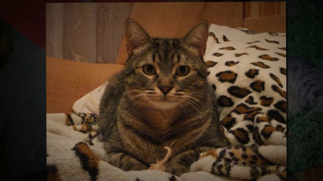 Семейный видео-альбом