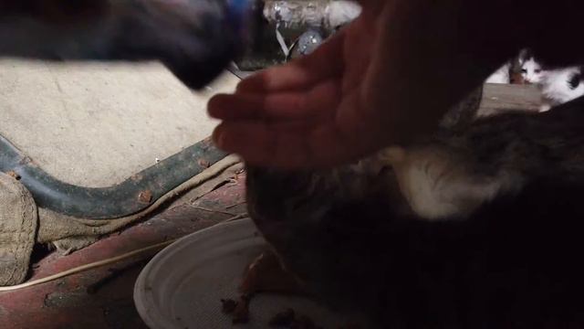 Cats are waiting for me.Голодные кошки ждут моего прихода. смотреть онлайн