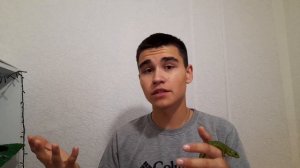 КУПИЛ ЗЕЛЁНОГО САМЦА ПРЫТКОЙ ЯЩЕРИЦЫ! #ящерица #ящерицы