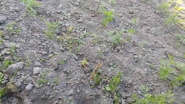 Гербицид Ураган. смотреть онлайн