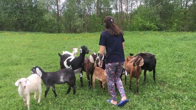 И ЧТО НА НЕЕ НАШЛО!? ПРОДОЛЖАЕМ РАЗБИРАТЬ ДОМ. КАКИЕ ДЕЛАТЬ ПОЛЫ В САРАЙ смотреть онлайн