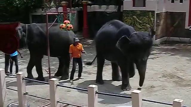 Танцующие слоны смотреть онлайн