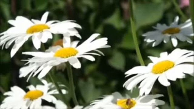 Karjalan marjaana смотреть онлайн