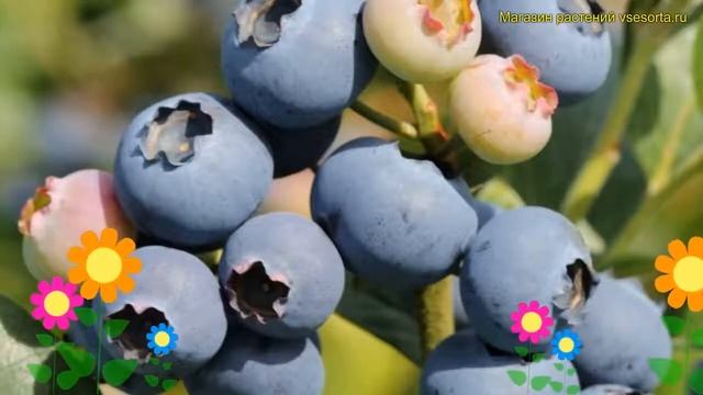 Голубика высокорослая Эрли Блю. Краткий обзор, описание характеристик Vaccinium Early Blue