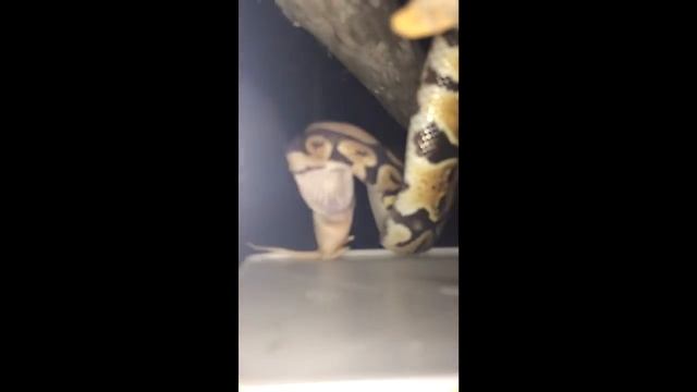 Ball Python Snake Eating a Mouse In SLOW-MOTION - 2017 - WSHH смотреть онлайн