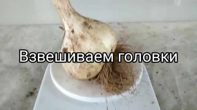 Лук рокамболь смотреть онлайн