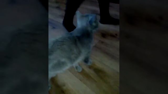 Мой кот слишком ленивый смотреть онлайн