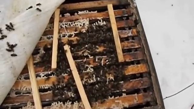 зимовка пчел на улице в Подмосковье - 8 февраля 2014 года смотреть онлайн