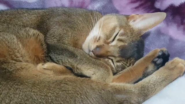 КОШКА СПИТ КАК В УТРОБЕ МАТЕРИ абиссинская кошка смотреть онлайн