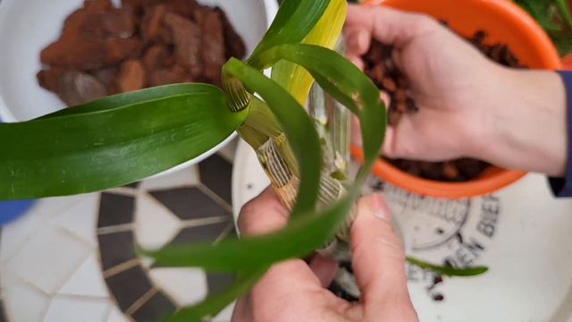 Dendrobium heterocarpum, як посадила здерту з блоку поділку. смотреть онлайн
