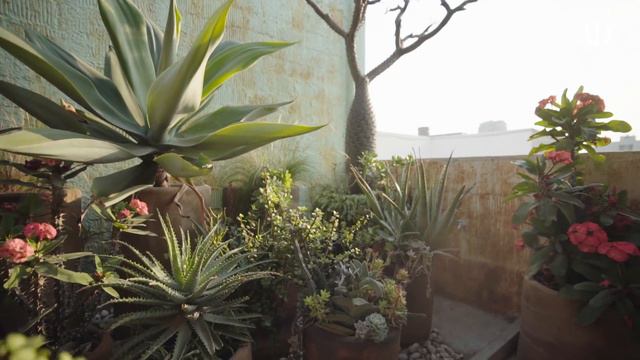 El oasis de Eduardo Granja en la CDMX I AD México y Latinoamérica смотреть онлайн