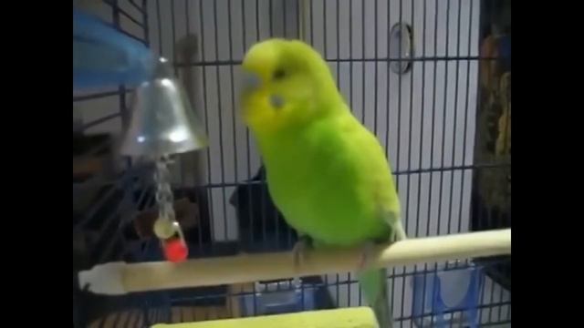 обо всём даже как попугай птенец из яйца вылупляется прям на ладошке смотреть онлайн