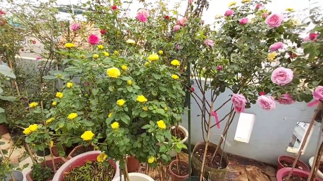See Masora rose, souer Emmanuel, shell rose. In my garden. смотреть онлайн