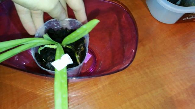 У НАС ВСЁ ПОЛУЧИЛОСЬ. ПОСЫЛКА ОТ MIKI ORCHID смотреть онлайн