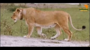 Wild Fauna / Возвращение Львов / Новый прайд Львов