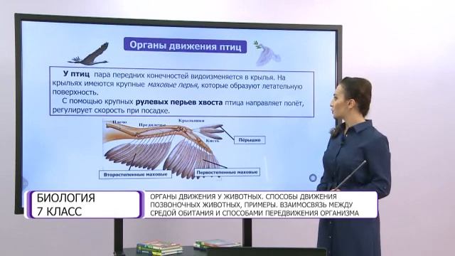 Биология. 7 класс. Органы движения у животных. Способы движения позвоночных животных, примеры смотреть онлайн