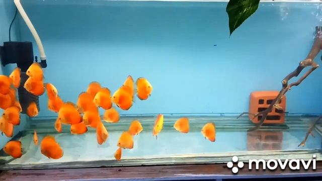 Сто процентная смена воды и азотный цикл. смотреть онлайн