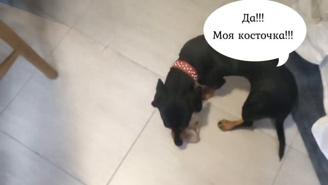 Миленькая такса ? звереет, когда видит кость??? смотреть онлайн