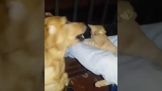 Perro y gatos se aman смотреть онлайн