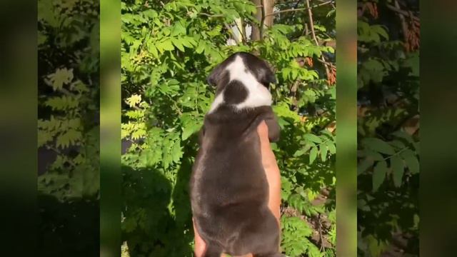 Красивенная девчонка Стафф смотреть онлайн