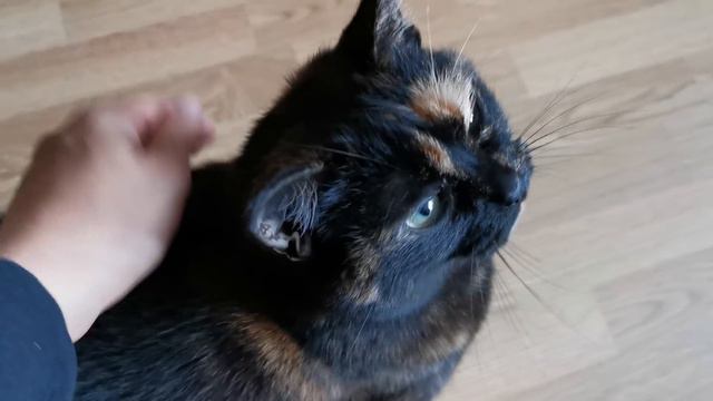 Жучка осталась одна смотреть онлайн