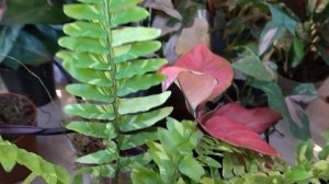 Вау, какие цветы! самые необычные и экзотические комнатные растения .