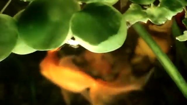 Улитка ампулярия откладывает яйца