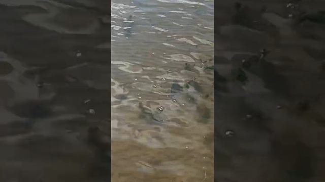 #астрахань #рыбалка #романтика #октябрь #осень смотреть онлайн