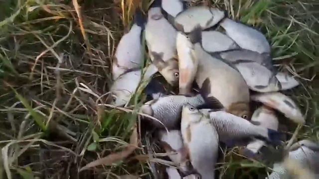 РЫБАЛКА БЕЗ МЕНЯ.КОЗЫРНЫЙ УЛОВ карася на удочку смотреть онлайн