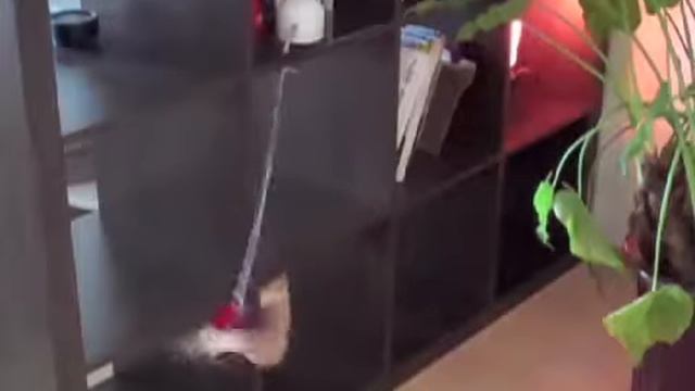 FroliCat TWITCH Интерактивная игрушка для кошек смотреть онлайн