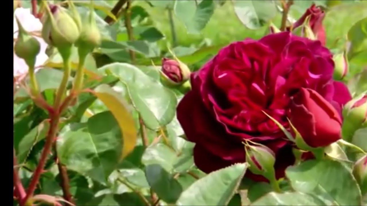 Компаньоны для роз. смотреть онлайн