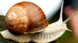 Интересные факты об улитках!