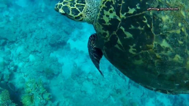 Морская черепаха Бисса / Hawksbill turtle, Eagle rays, скат-орляк смотреть онлайн