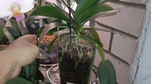 Орхидея Хатуюки - волшебная красавица. Полный, домашний роспуск.