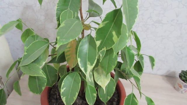 Фикус Бенджамина желтеют листья причина я с ней разобралась  #фикусбенджамина