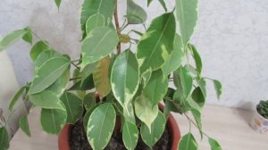 Фикус Бенджамина желтеют листья причина я с ней разобралась  #фикусбенджамина