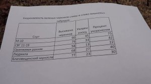 Зеленое черенкование сливы. Размножение сливы зелеными черенками