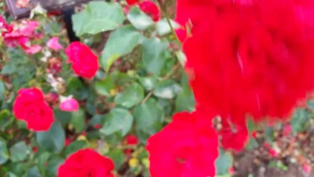 Flowers #26 - 