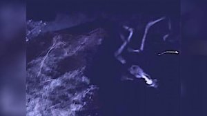 Насколько длинный Long Horse? - Ужасы Тревора Хендерсона | Creepypasta & Unnerving Images