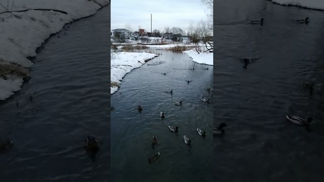 Продолжаем серию по крайведенью видео ролик про уток каторые плавуют на реке Скалба в Братовщине смотреть онлайн