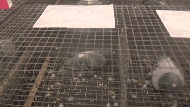 голубеводы Чувашии на выставке в Казани 11.01.2015 смотреть онлайн