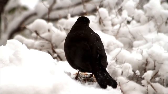 пение скворца в лесу слушать онлайн бесплатно для сна и детей в хорошем качестве для релакса и сна смотреть онлайн