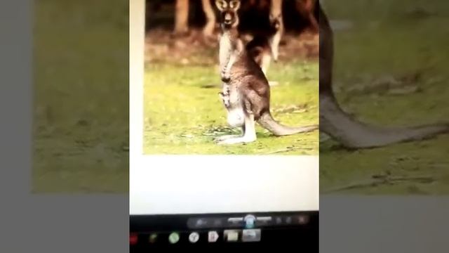 Топ 3 животных которые ходят на 2 ногах смотреть онлайн