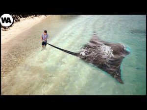 ▶️ Рыба которая может убить Акулу и даже Касатку