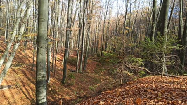 ОСІННІ КАРПАТИ ДИКИЙ КАБАН ЧЮТЬ НЕ РОЗБИВ КАМЕРУ смотреть онлайн