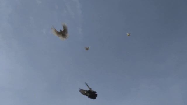 Николаевские голуби.Славянский р-н.Сырость,ветра нет,полетов нет смотреть онлайн