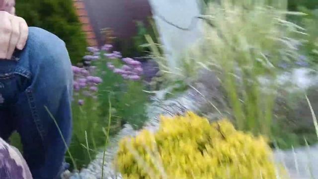 Яркие растения в рокарии смотреть онлайн