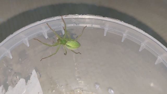 цветочные паук ? смотреть онлайн