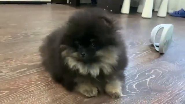 Флеймин Мэйн Дайкири